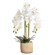 Faux Orchid Potted Floral Arrangement
